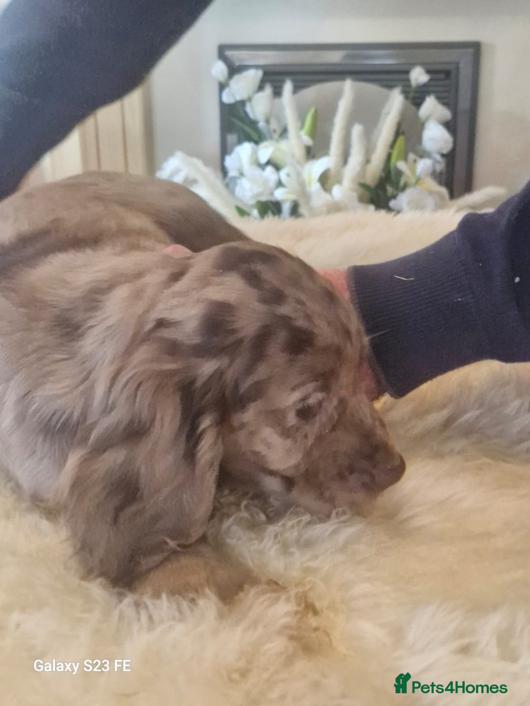 Cocker Spaniel dogs for sale: Cocker Spaniel puppies  - Image 15