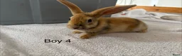 English Lop rabbits for sale: Himalayan x lop bunnies  - Advert 13