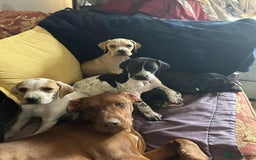 Pointer dogs for sale: Beautiful Pointer Puppies  - Image 2