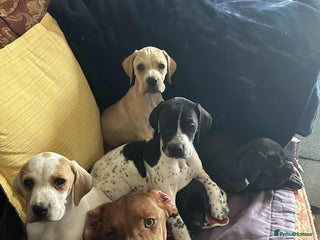 Pointer dogs Beautiful English Pointer Puppies - Advert 2