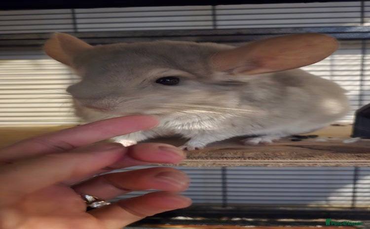 Chinchilla rodents - Advert 10