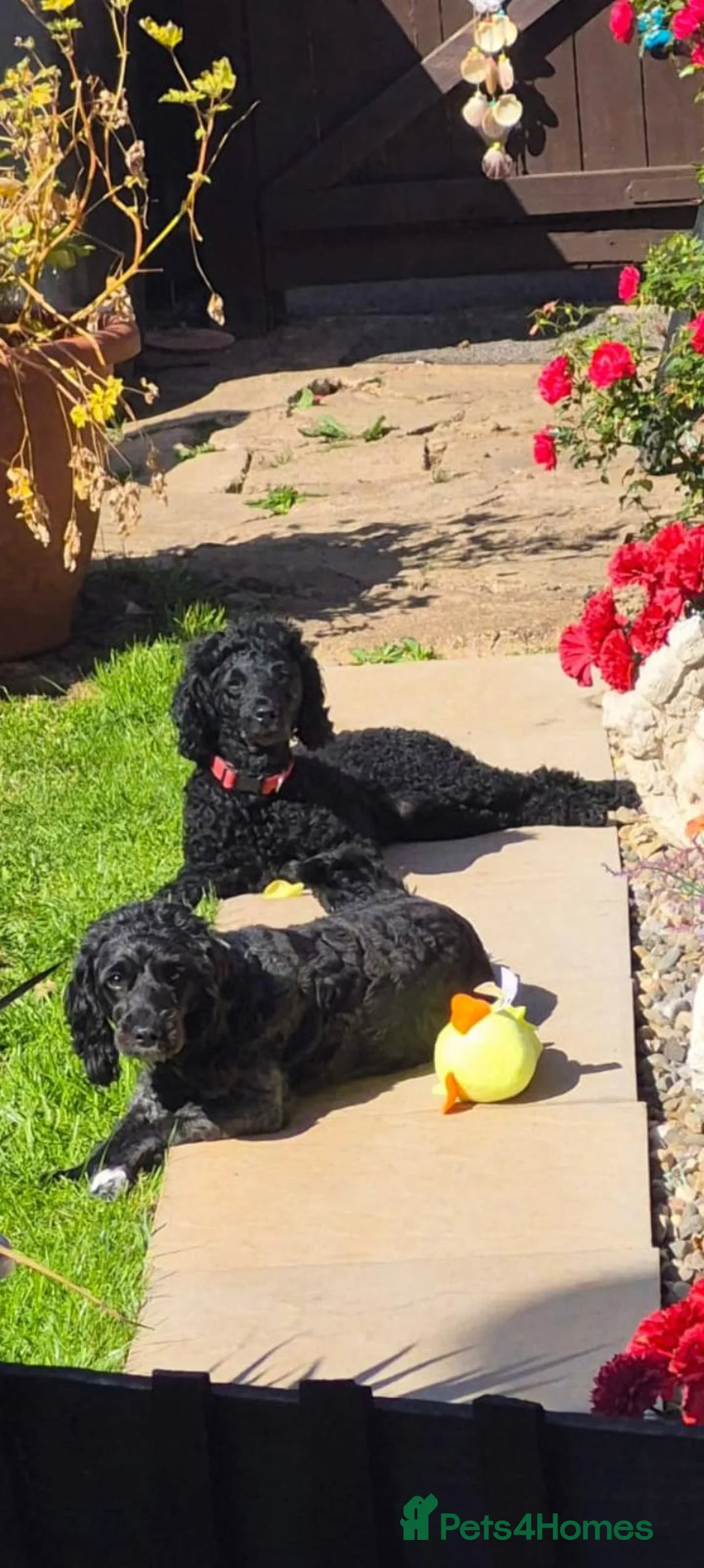 Cockapoo dogs for sale:  Beautiful Cockapoo puppies for sale F1B - Advert 2