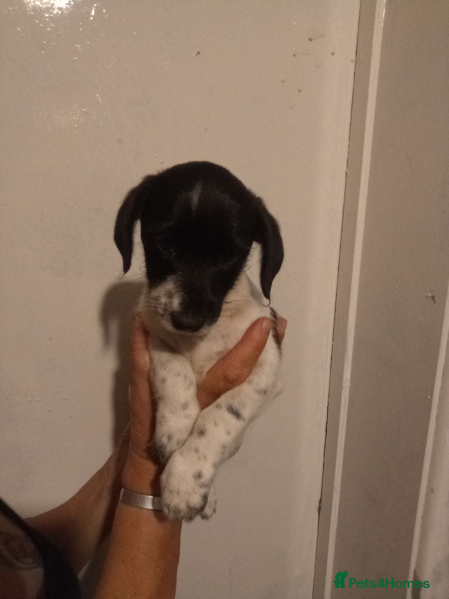 Jackshund dogs Dachshund x Jack  - Advert 2