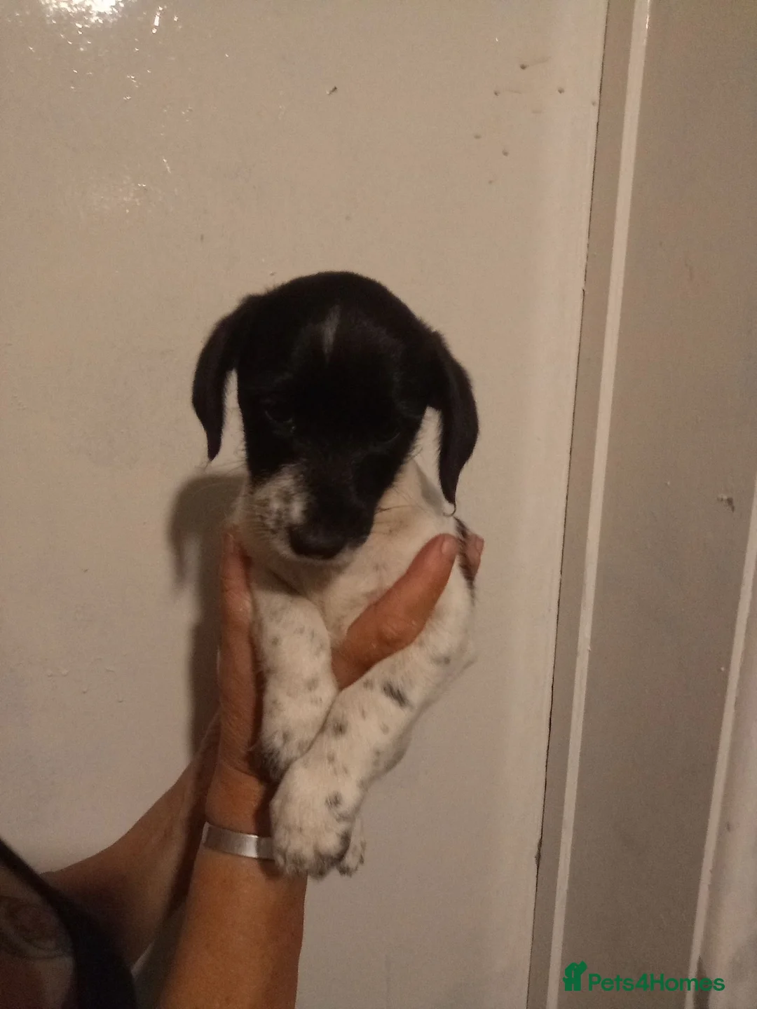 Jackshund dogs for sale: Dachshund x Jack  - Advert 2