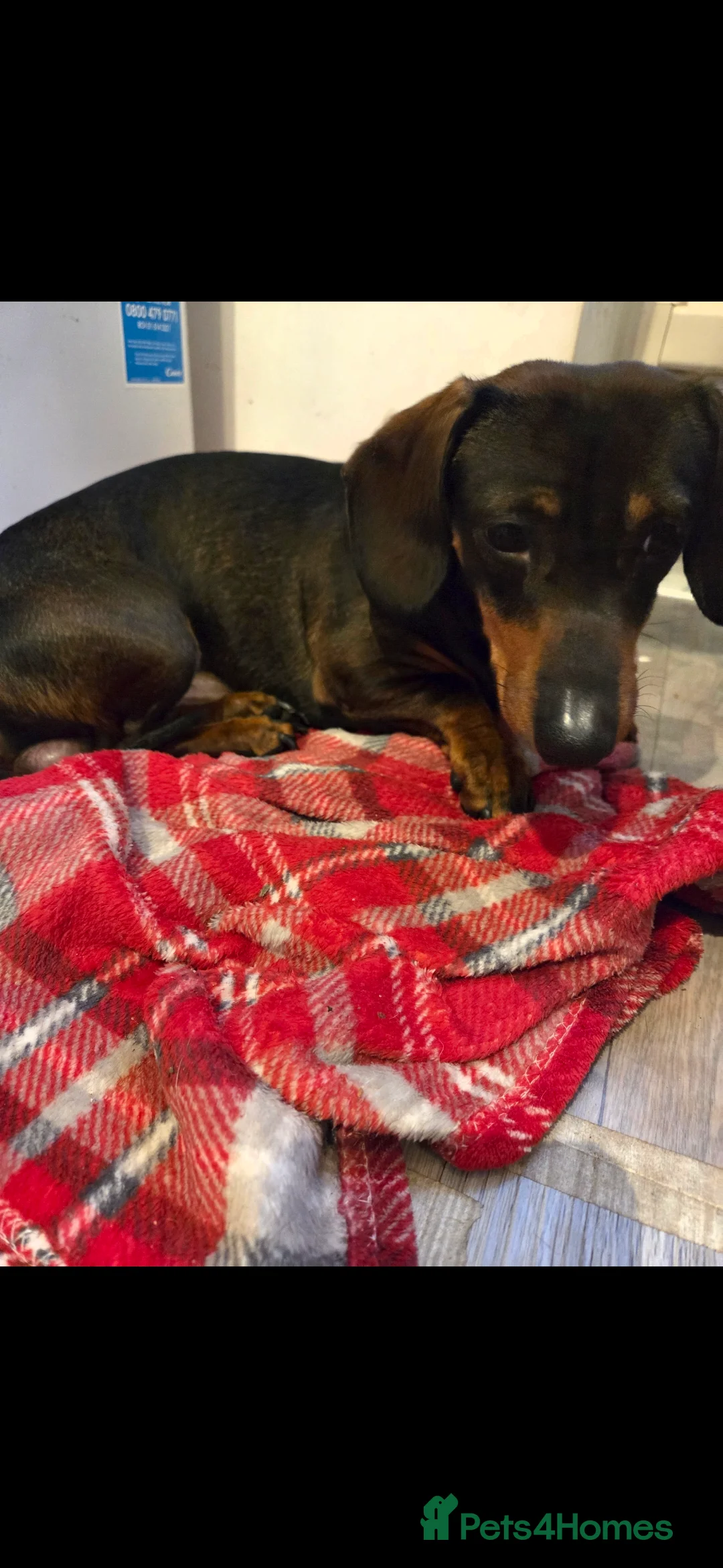 Dachshund dogs for sale: Dachsund puppy looking for his forever home - Advert 10