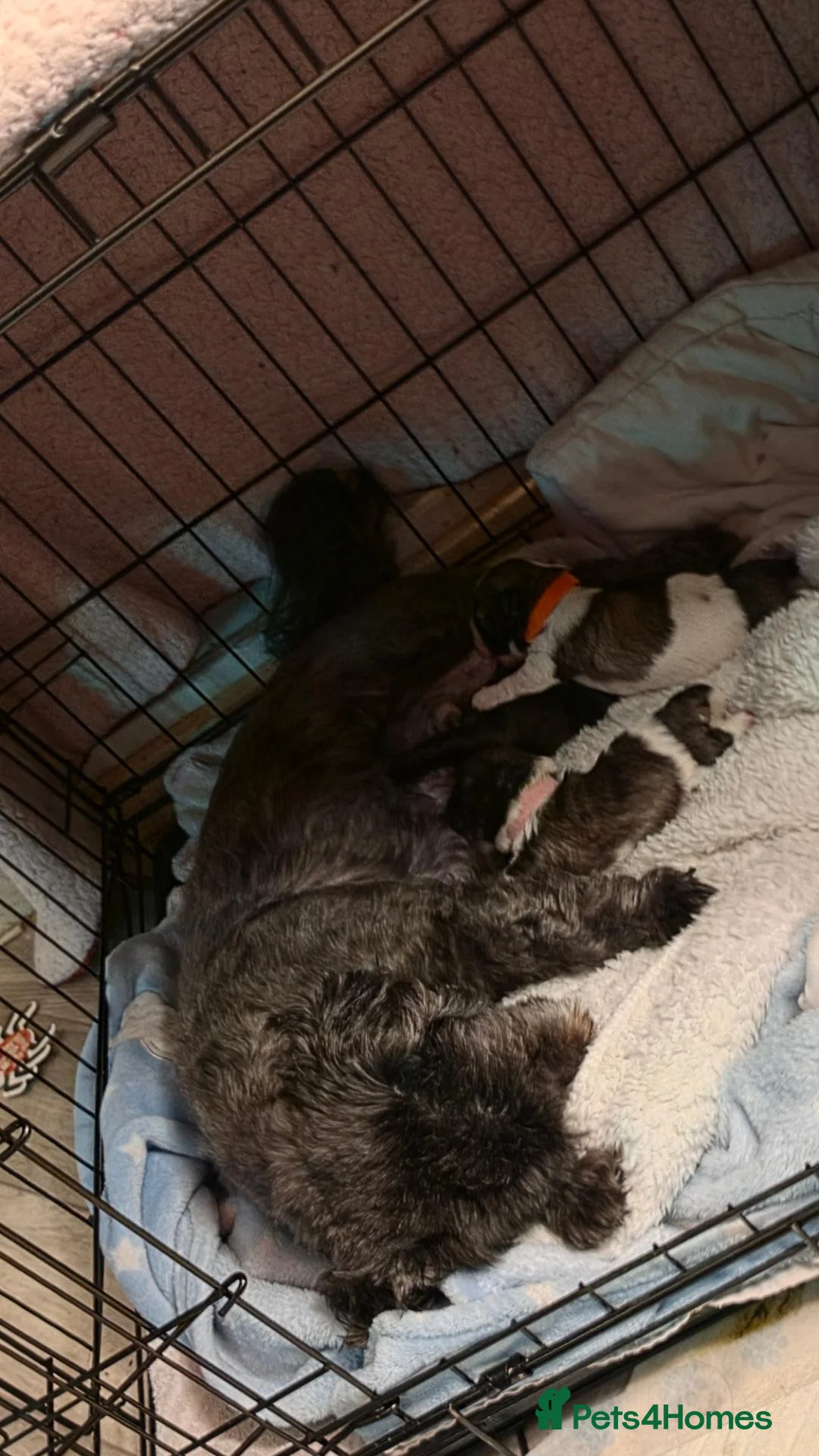 Shih Tzu dogs for sale: Shih Tzu puppies  - Advert 16