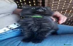 Ragdoll cats for sale: 6 CROSS RAGDOLL KITTENS WAITING FOR A LOVING HOME - Image 14
