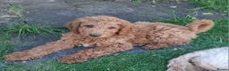 Mixed Breed dogs for sale: 3 Gorgeous Aussidoodles wanting to be re-homed  in Mountain Ash - Advert 8