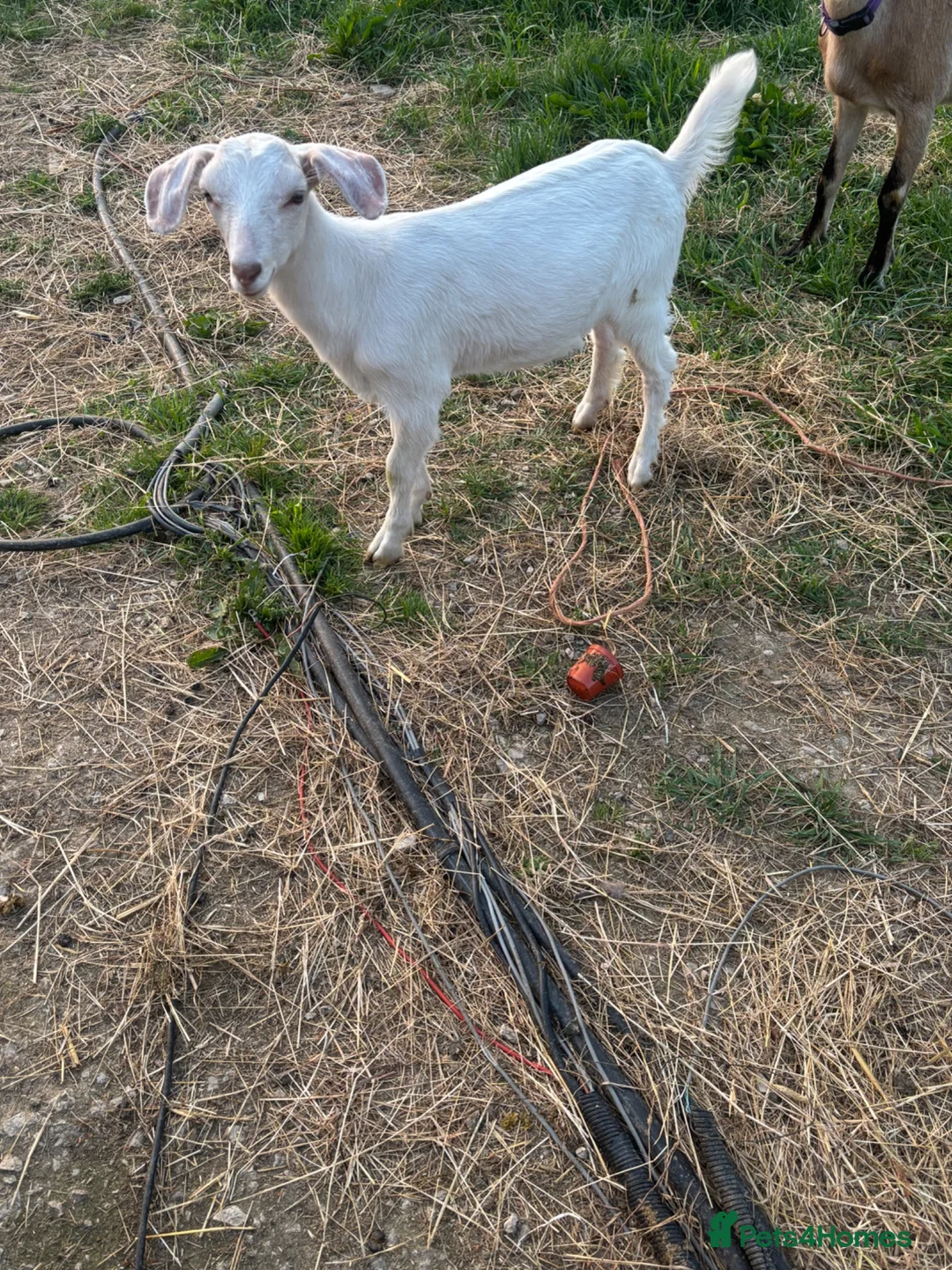 Goats livestock for sale: English x Boer nanny kid  in Alfreton - Advert 4