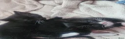 Mixed Breed cats for sale: Beautiful Kittens  in Renfrew - Advert 21