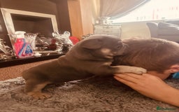 French Bulldog dogs for sale: Stunning French bulldog boy - Image 17