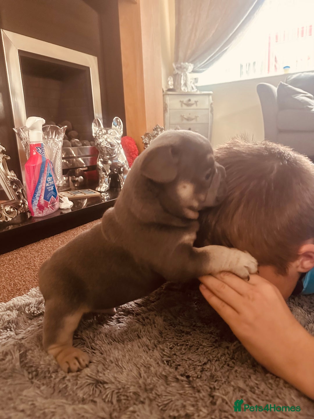 French Bulldog dogs for sale: Stunning French bulldog boy - Image 17