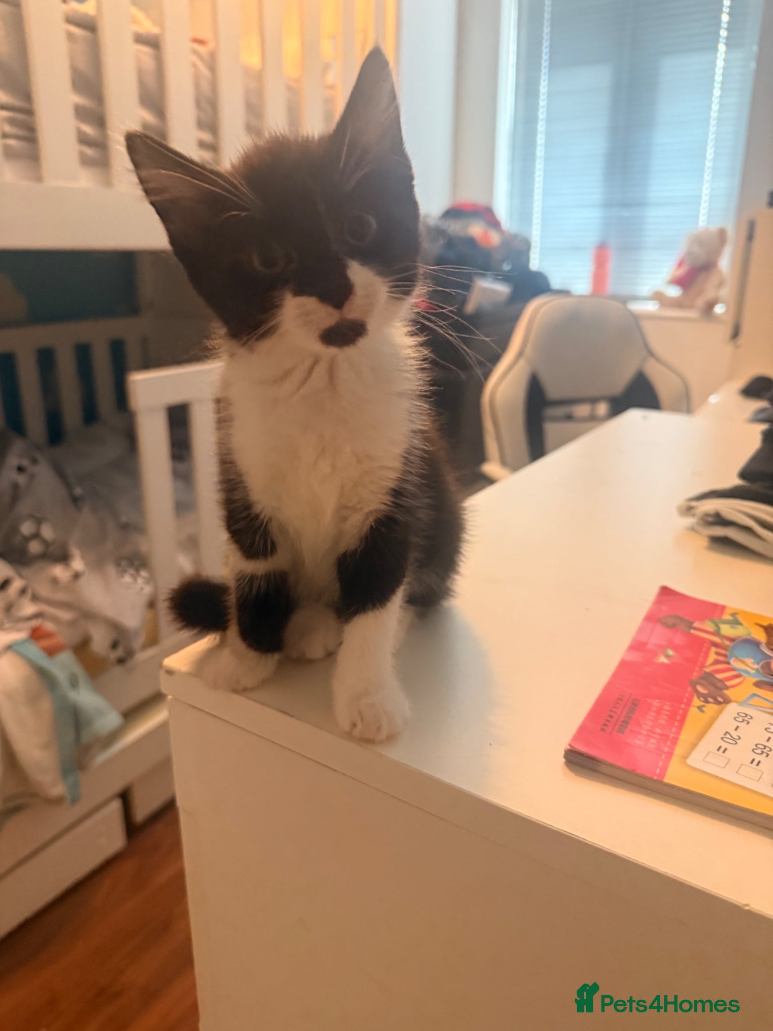 Mixed Breed Kitten 1