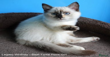 Ragdoll cats - Advert 1