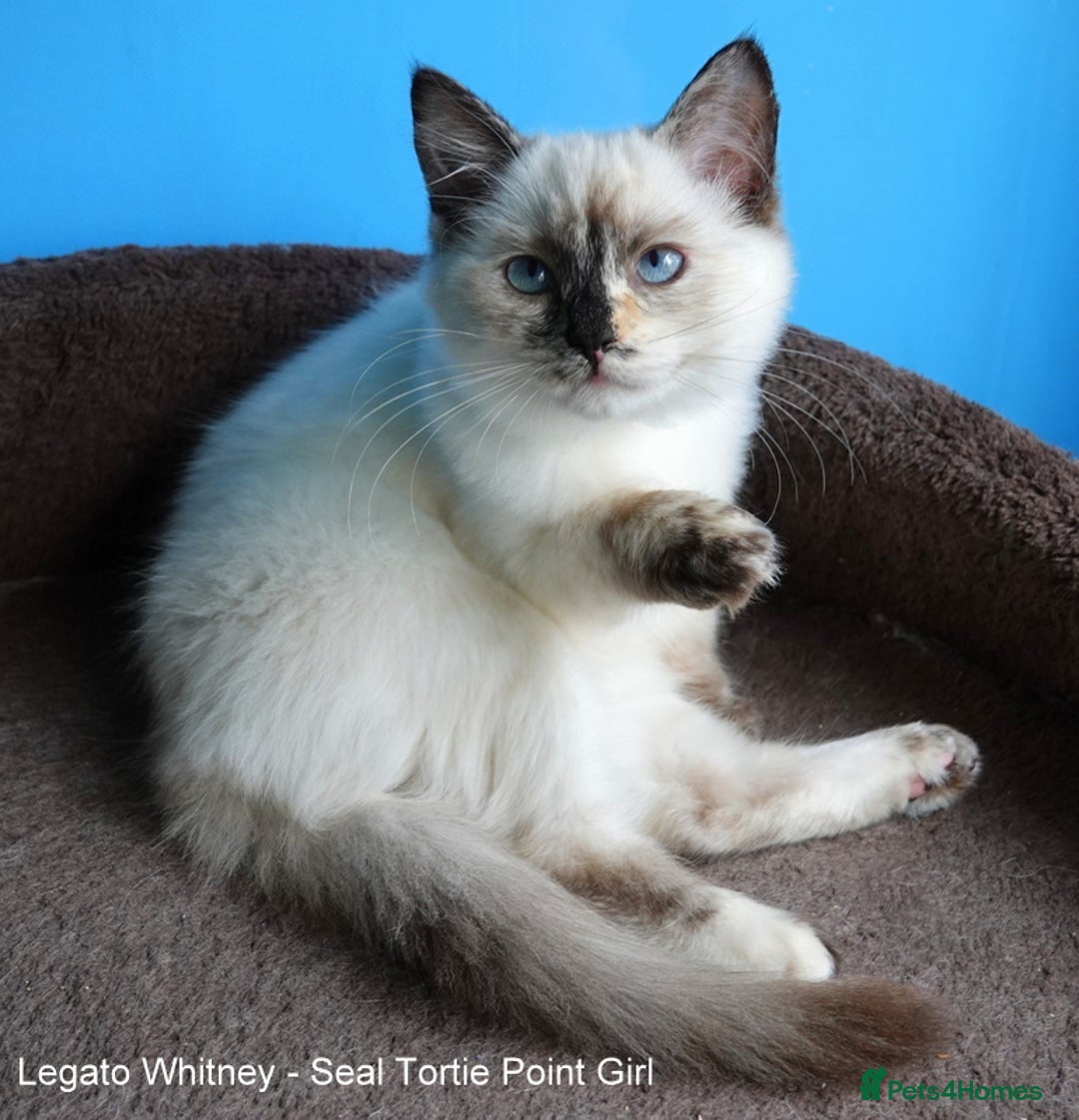 Ragdoll cats for sale: Genuine GCCF Reg Ragdoll Kittens - Image 4