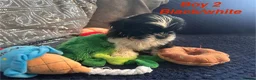Shih Tzu dogs for sale: 6 beautiful shih tzu puppies for sale  - Advert 3