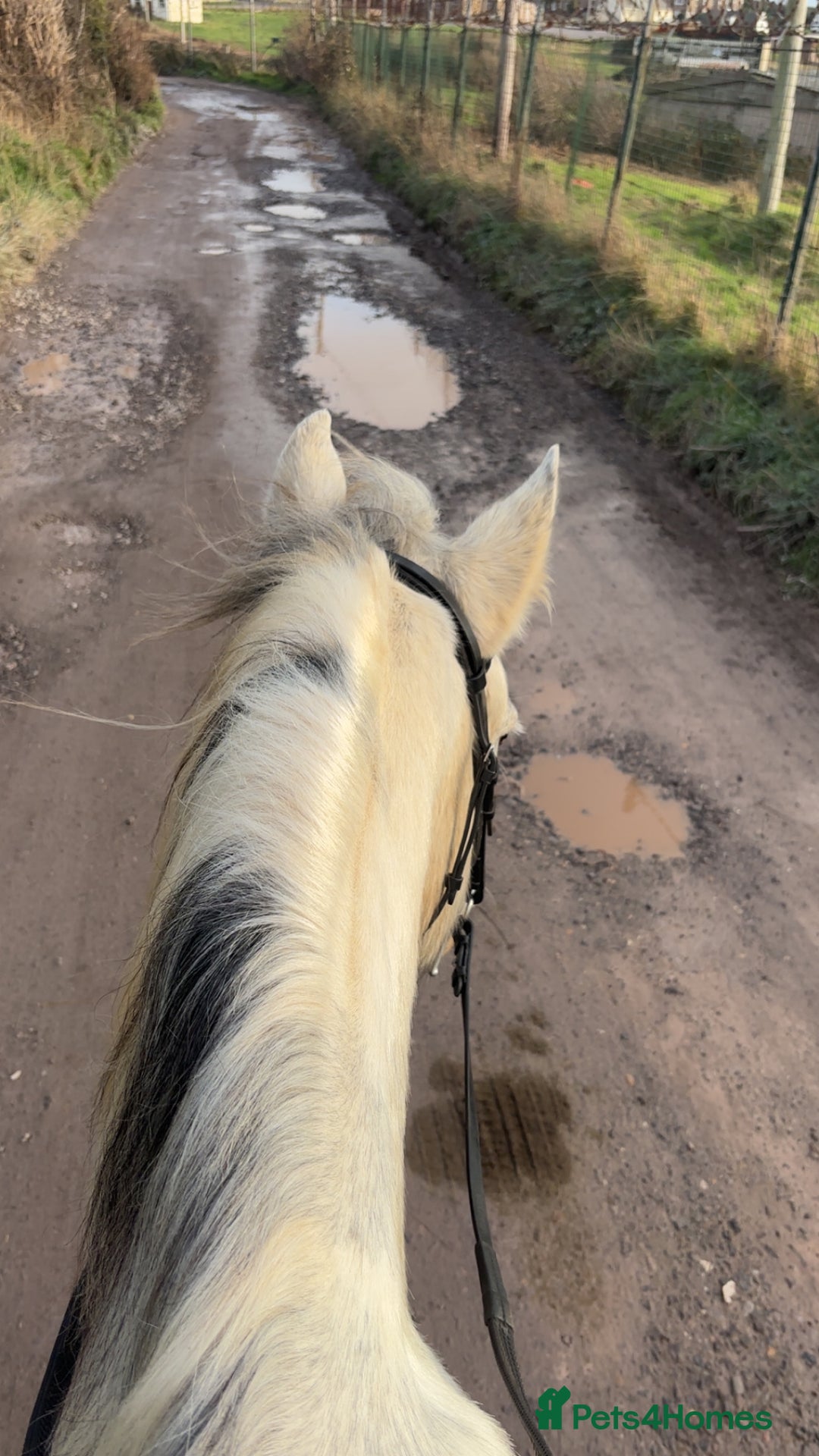 Other Breed horses for sale: 17 year old cob x Arab 14h 1 - Advert 2