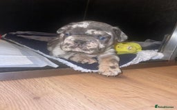 French Bulldog dogs for sale: beautiful frenchies - Image 26