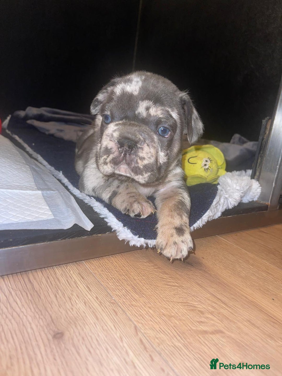 French Bulldog dogs for sale: beautiful frenchies - Image 26