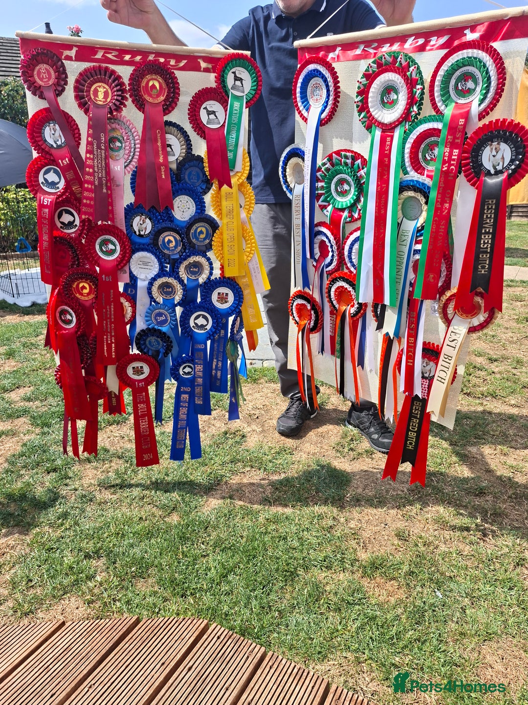 English Bull Terrier dogs for sale: 7 month old english bull terrier  - Advert 2