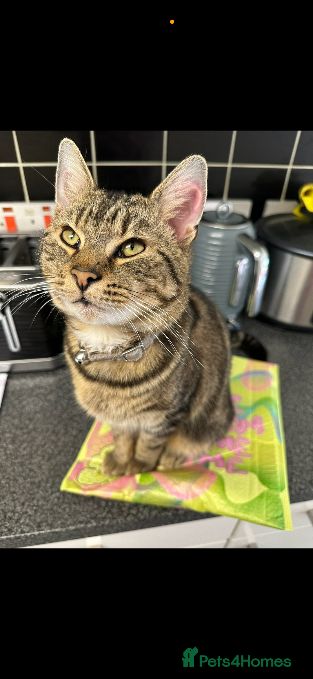 Mixed Breed cats for sale: Milo the tabby and bengal - Advert 1