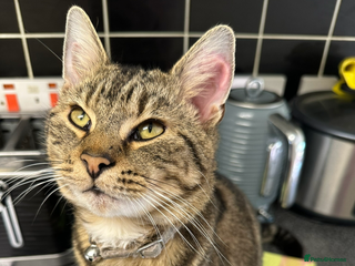 Mixed Breed cats Milo the tabby and bengal - Advert 1