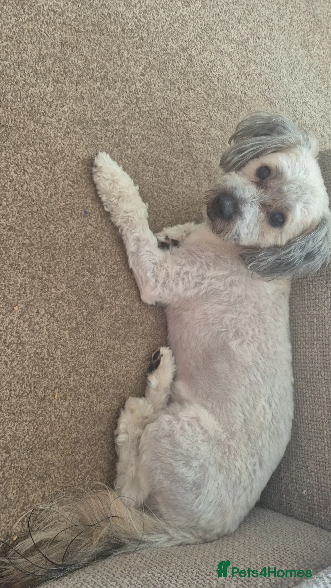 Mixed Breed dogs for sale: 2 bonded males  - Advert 2