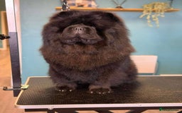 Chow Chow dogs for sale: Rare Chow chow puppies - Image 2