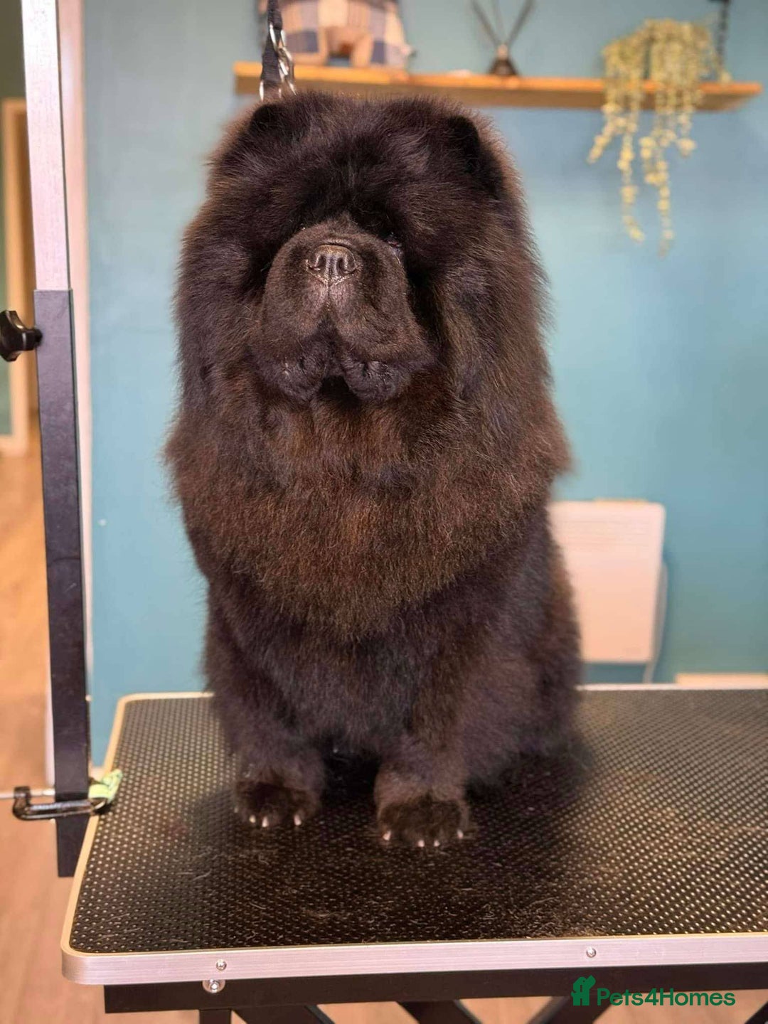 Chow Chow dogs for sale: Rare Chow chow puppies - Image 2