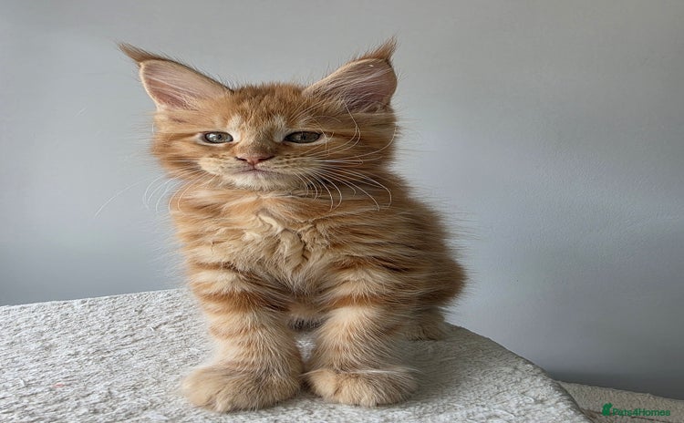 Maine Coon cats - Advert 15