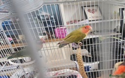 Lovebirds birds for sale: Not hand tamed lovebirds mixed breed  - Image 1
