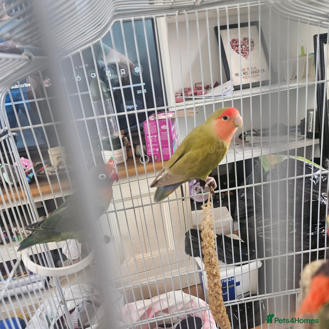 Lovebirds birds for sale: Not hand tamed lovebirds mixed breed  - Image 1