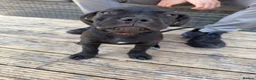 Cane Corso dogs for sale: Cane corso puppies ready for there forever home  in Nelson - Advert 7