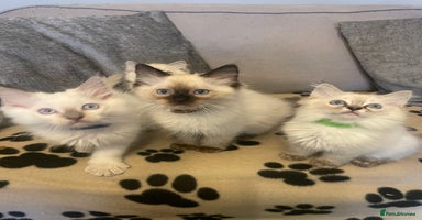 Ragdoll cats - Advert 7