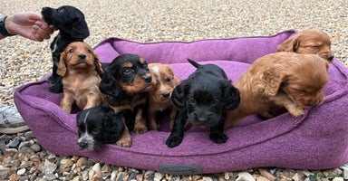 Cocker Spaniel dogs - Advert 9