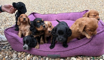 Cocker Spaniel dogs - Advert 9