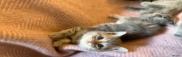 Scottish Fold cats for sale: 8 Beautiful blue Scottish folds  - Advert 3