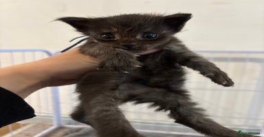 Maine Coon cats - Advert 4