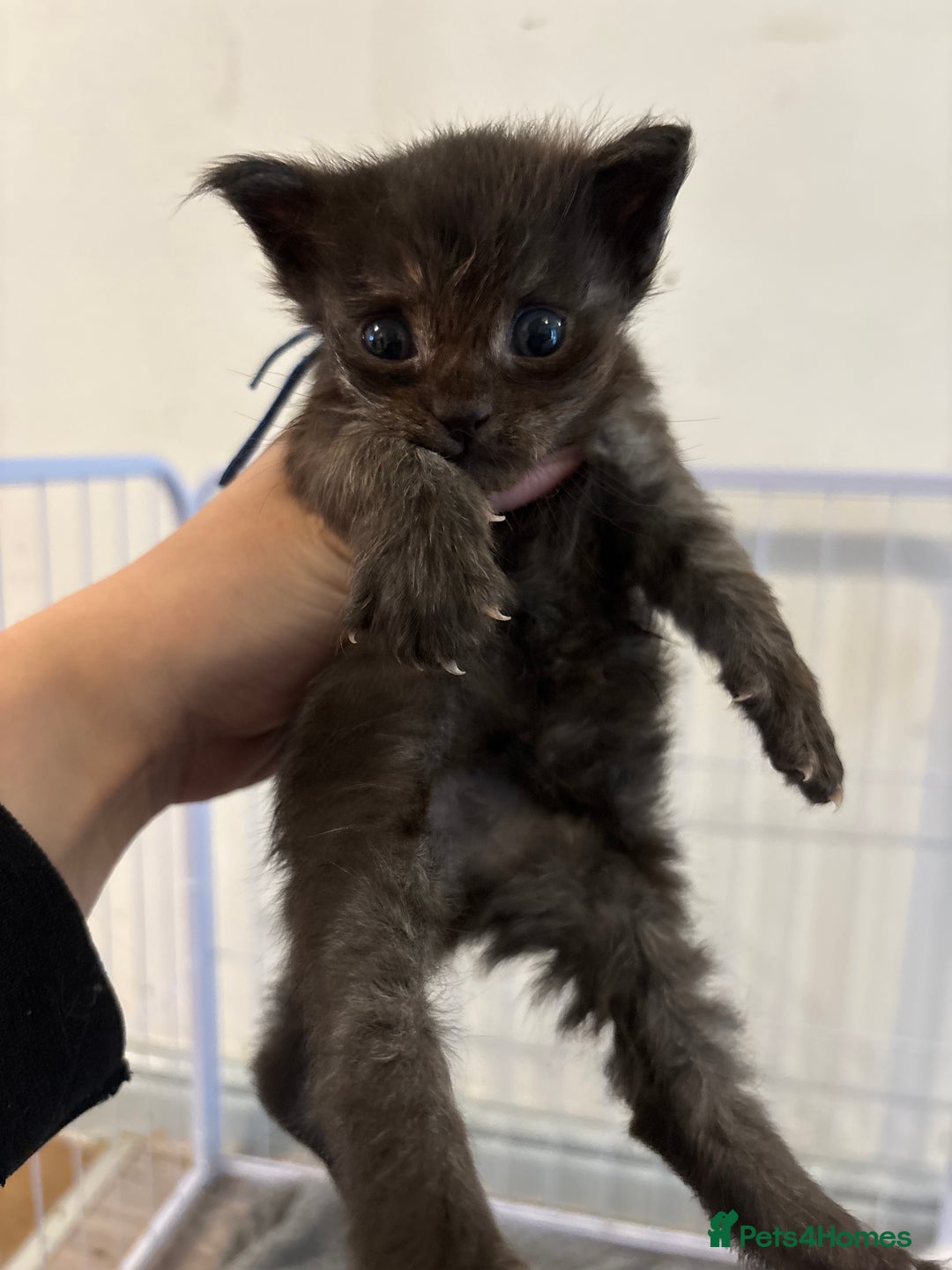 Maine Coon cats for sale: Beautiful XL Maine coon kittens 1 male 1 female  - Image 2