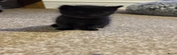 Domestic Shorthair cats for sale: 4 kittens available  in Sutton Coldfield - Advert 3