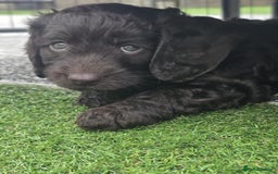 Sproodle dogs for sale: Gorgeous Chocolate Sproodle Puppies - Image 11