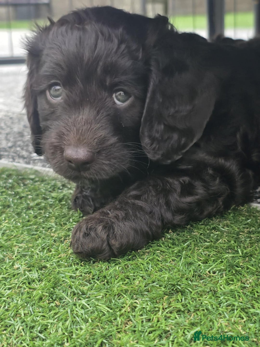 Sproodle dogs for sale: Gorgeous Chocolate Sproodle Puppies - Image 11
