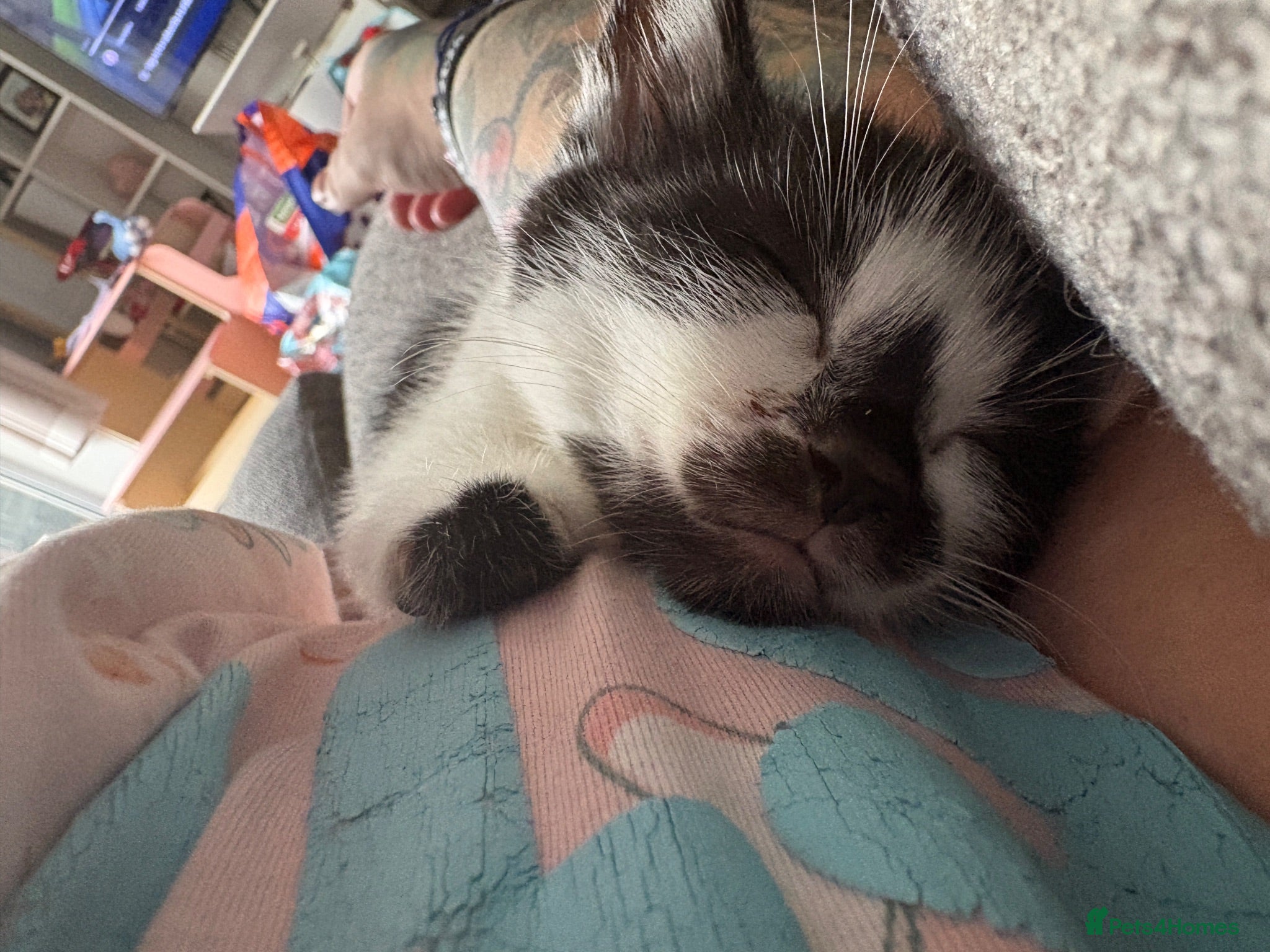 Munchkin cats Dwarf kitten - Advert 4