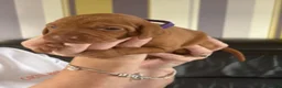 Hungarian Vizsla dogs for sale: Gorgeous kc registered vizsla puppies  in Birmingham - Advert 5