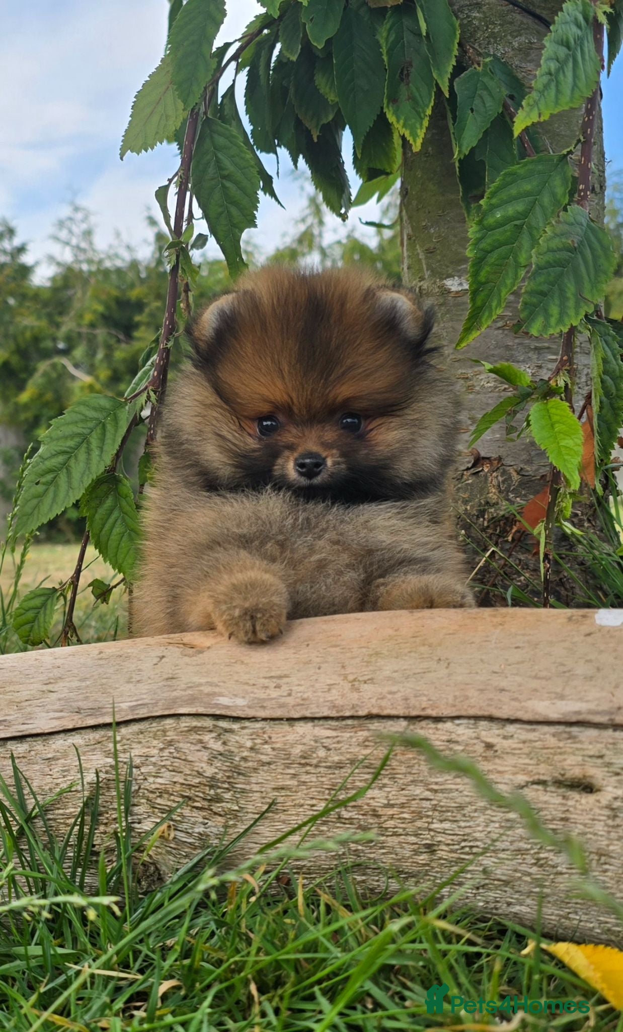 Pomeranian dogs *Beautiful dna clear pedegree boy pomeranian* - Advert 1