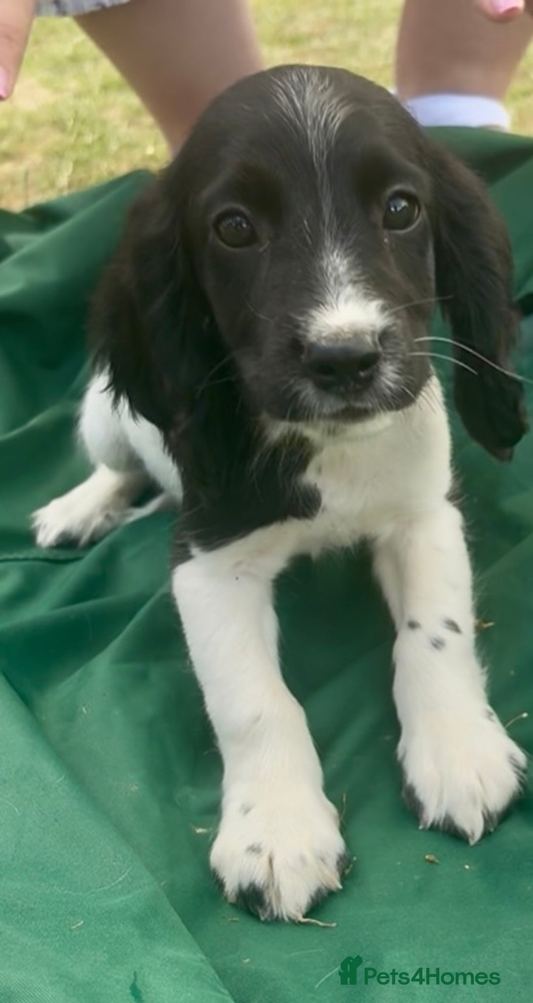 Sprocker dogs for sale: Sprocker puppy’s  - Image 10