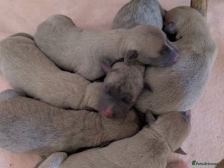 Whippet dogs Beautiful KC registered Whippet puppies! - Advert 1