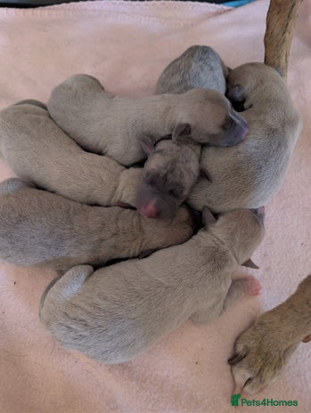 Whippet dogs - Advert 1