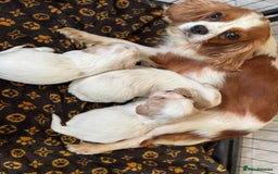 Mixed Breed dogs for sale: Cavatons - Image 9