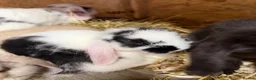 Mini Lop rabbits for sale: Mini lops  - Advert 4